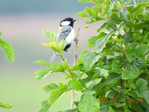 DSCN3966.JPG