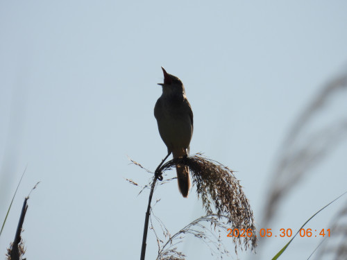 DSCN4066.JPG