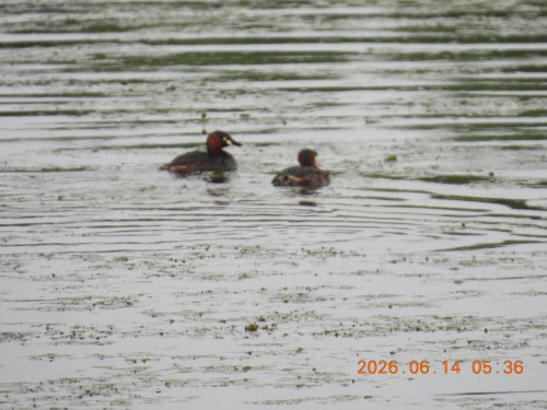 DSCN4267.JPG