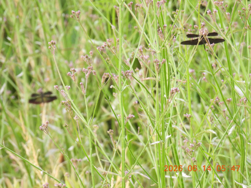 DSCN4279.JPG