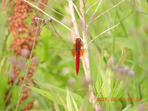 DSCN4289.JPG