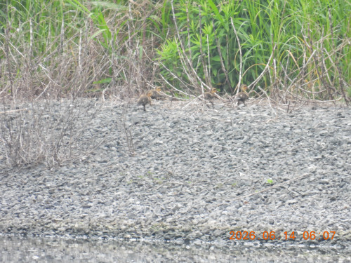 DSCN4303.JPG