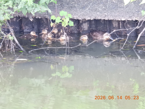 DSCN4253.JPG