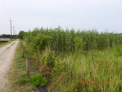 DSCN4436.JPG
