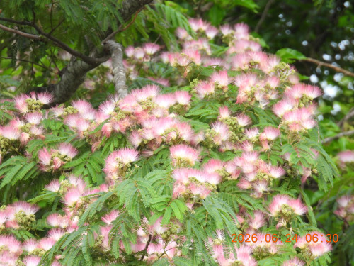 DSCN4443.JPG