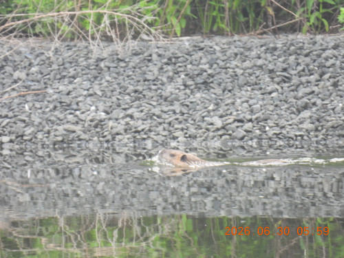 DSCN4485.JPG