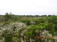 DSCN4530.JPG