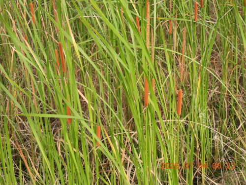 DSCN4555.JPG