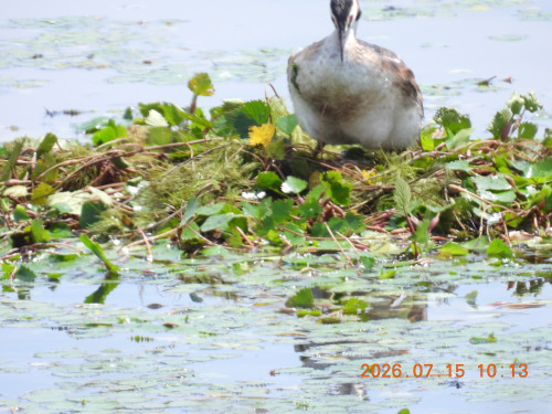 DSCN4707.JPG