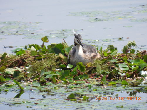 DSCN4708.JPG