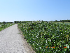 DSCN4796.JPG