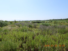 DSCN4806.JPG