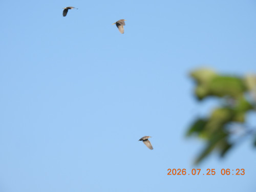 DSCN4788.JPG