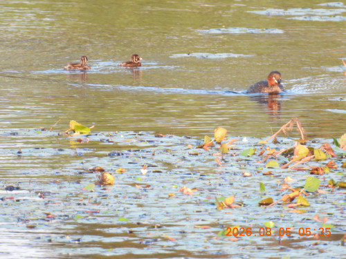 DSCN4985.JPG