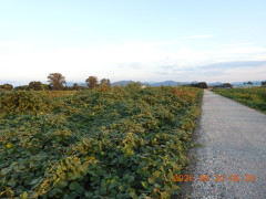 DSCN5181.JPG