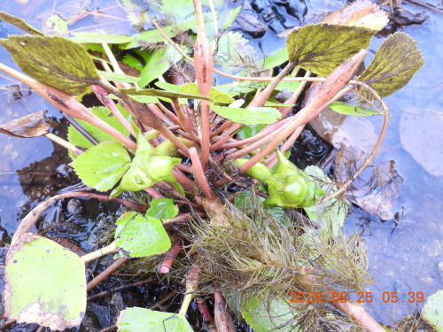 DSCN5235.JPG