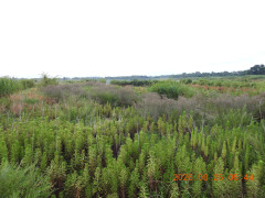 DSCN5238.JPG