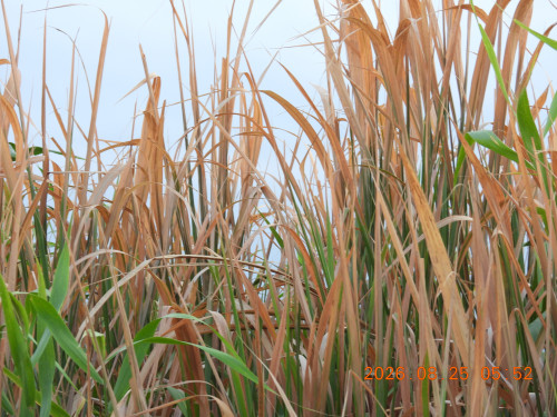 DSCN5242.JPG