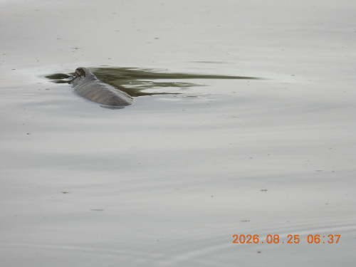 DSCN5290.JPG