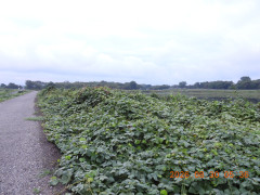 DSCN5301.JPG