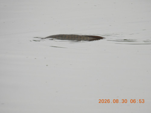DSCN5368.JPG