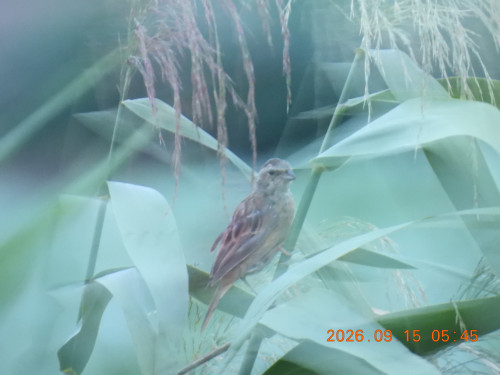 DSCN5465.JPG