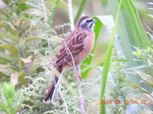 DSCN5481.JPG