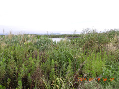 DSCN5484.JPG