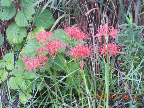 DSCN5553.JPG