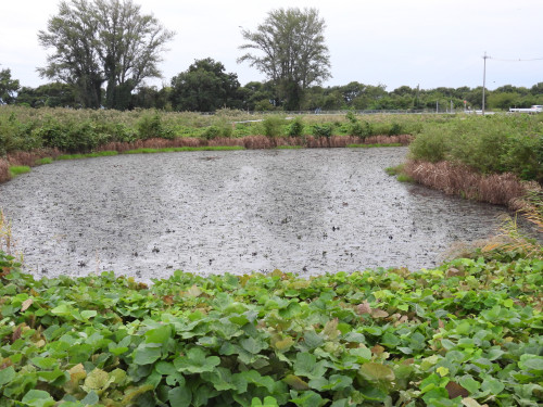 DSCN5810.JPG
