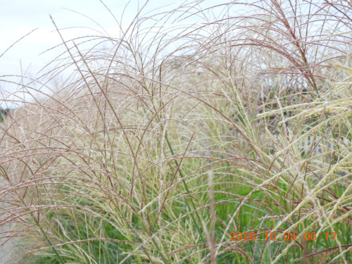 DSCN5819.JPG