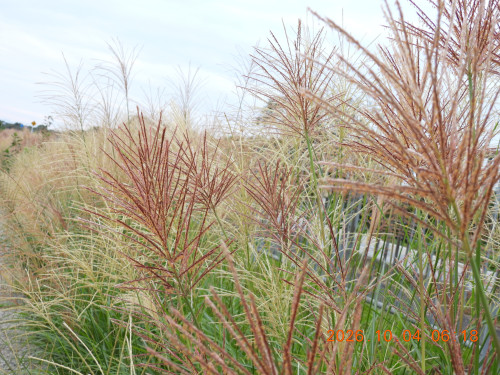 DSCN5820.JPG