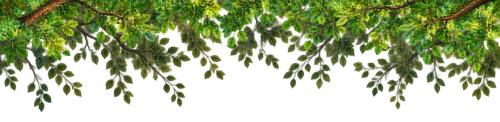 枝葉素材.png