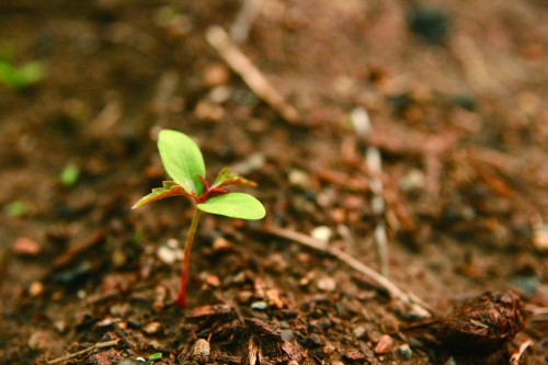 櫨文化協会を設立！