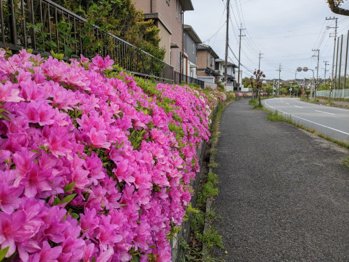 日曜日がゆっくりしてます…