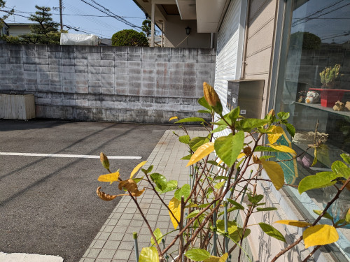 今日はクメはバタバタ、奥さんはまだ…