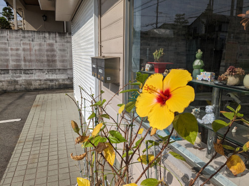 今年初のハイビスカス🌺