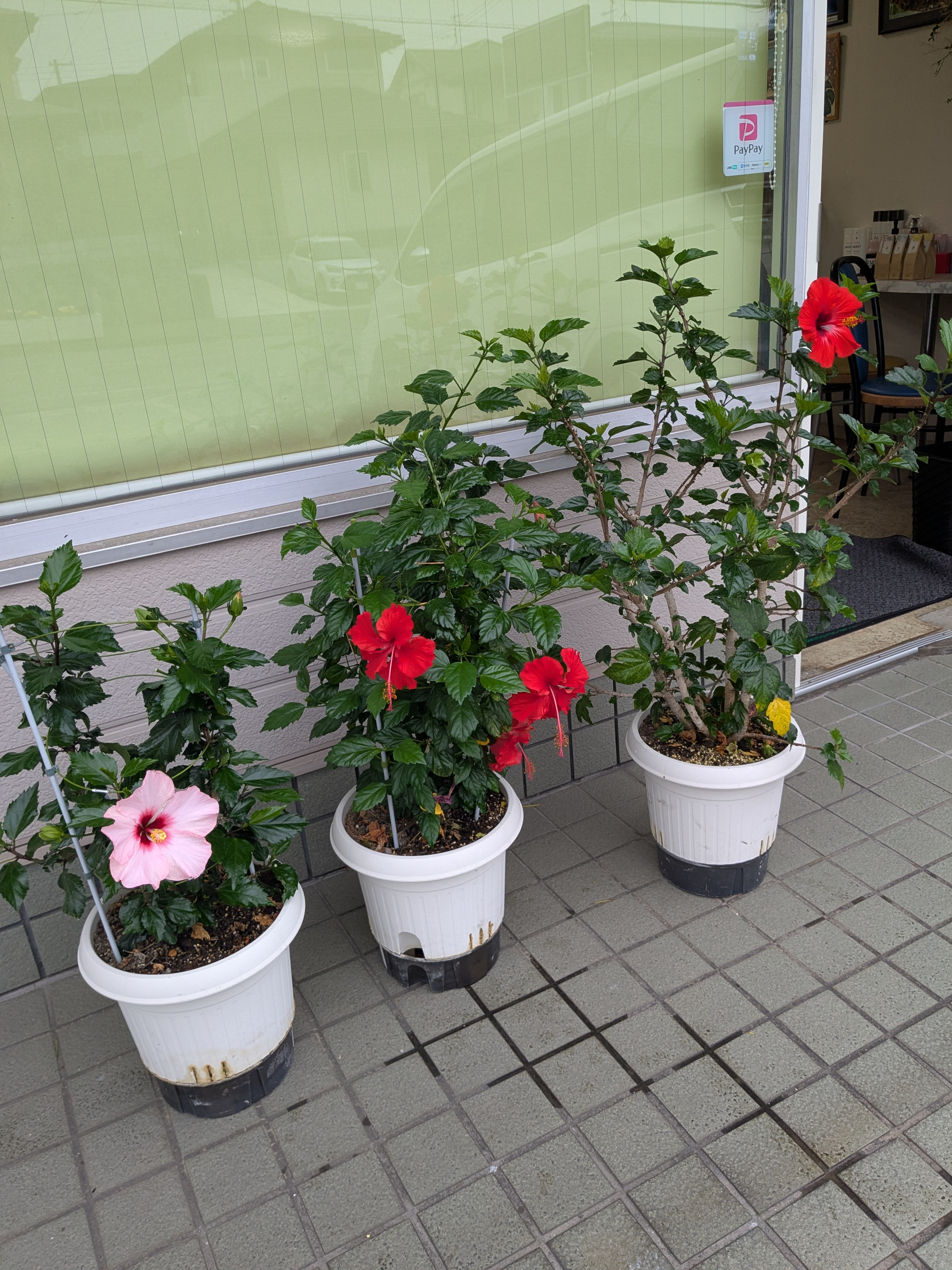 今日はゆっくりしてます😊