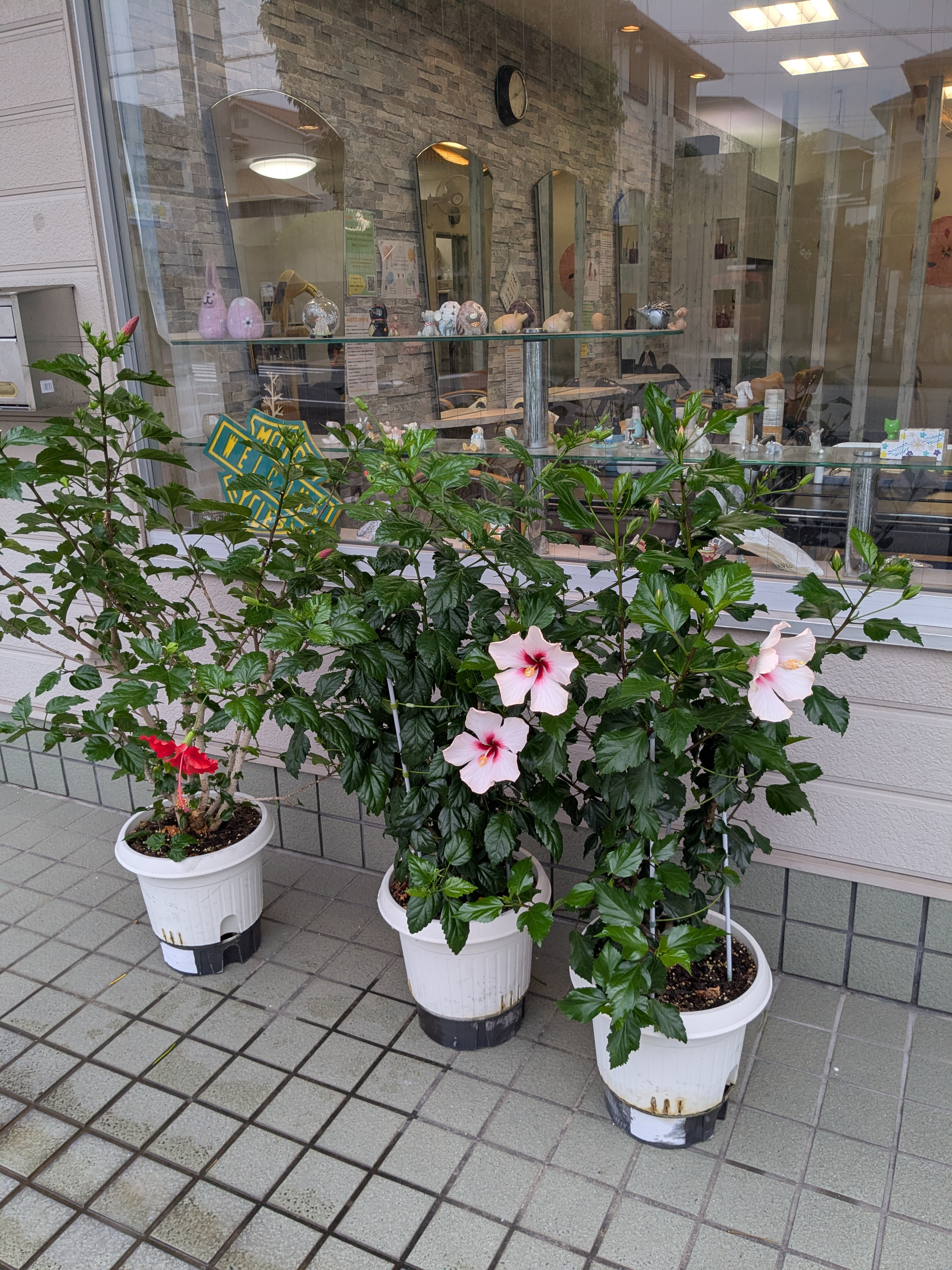 今週はゆっくりしてます😊