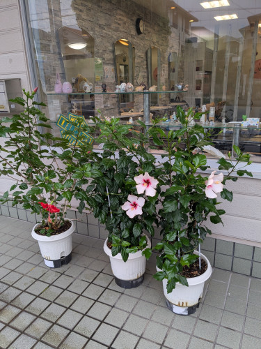 今週はゆっくりしてます😊