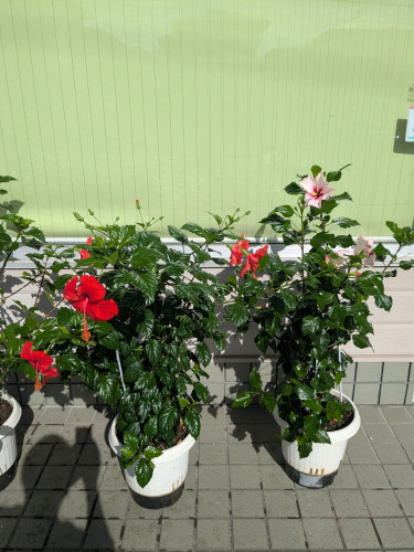 今日は奥さんが…