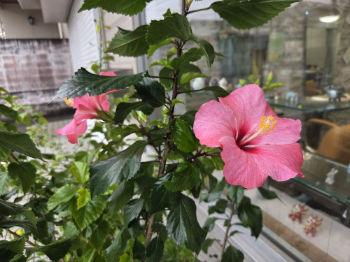 メリークリスマス🎄