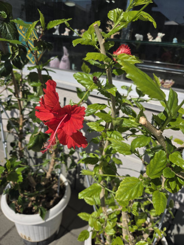 今週の土日は結構詰まってます……が…