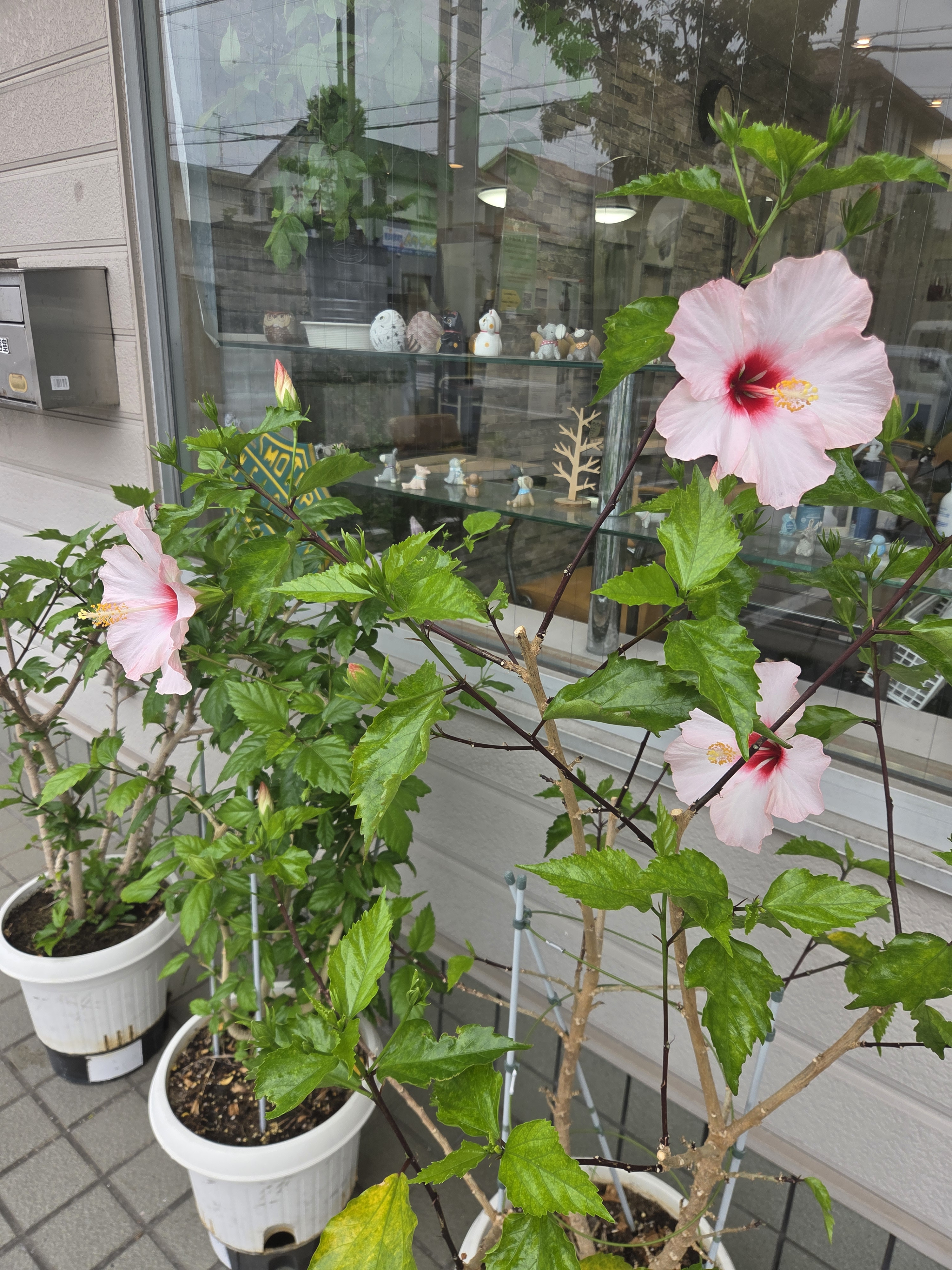 ちょっと雨が降って来ましたね…今週の予約は……