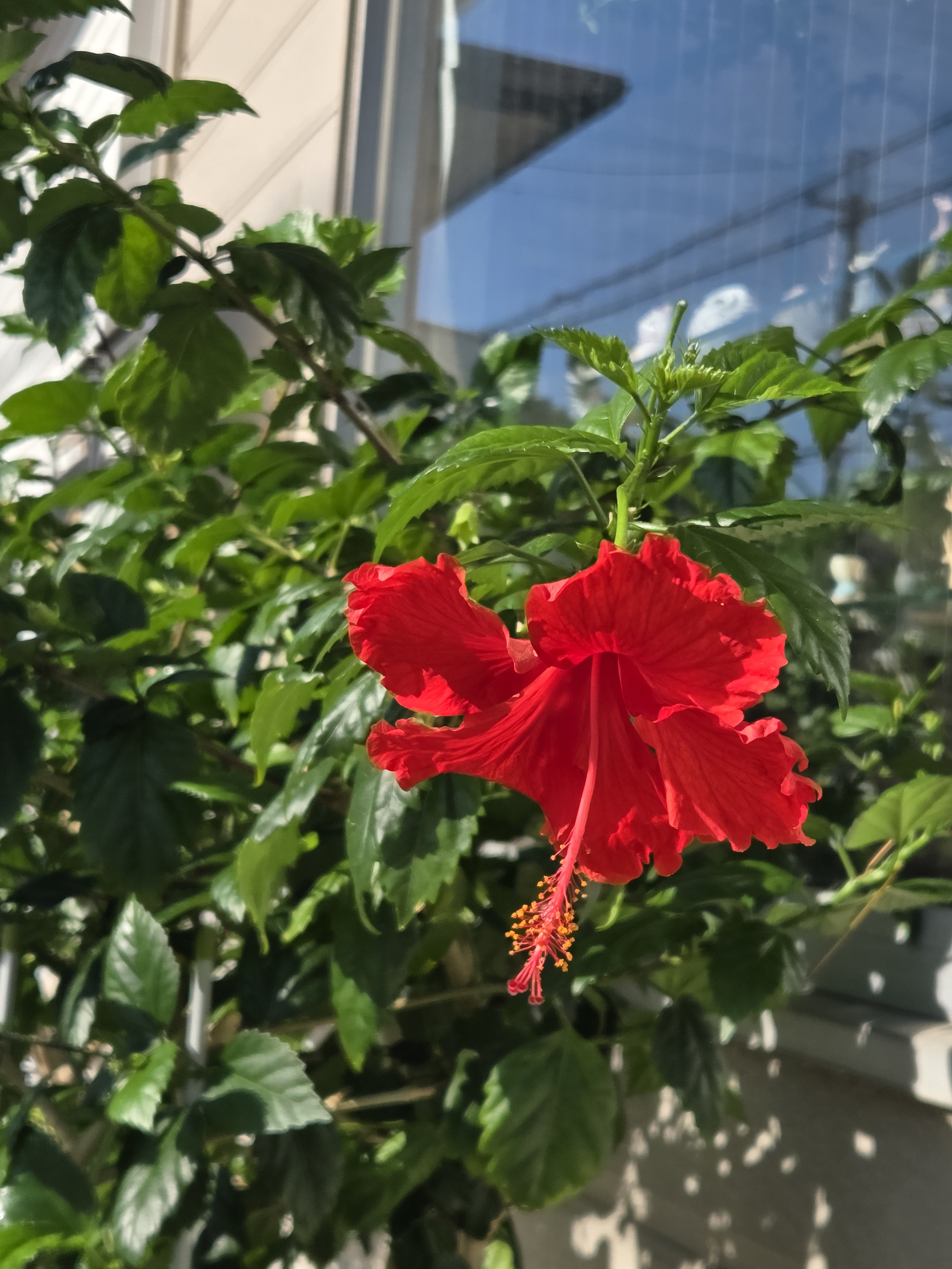 久しぶりのいいお天気ですね―