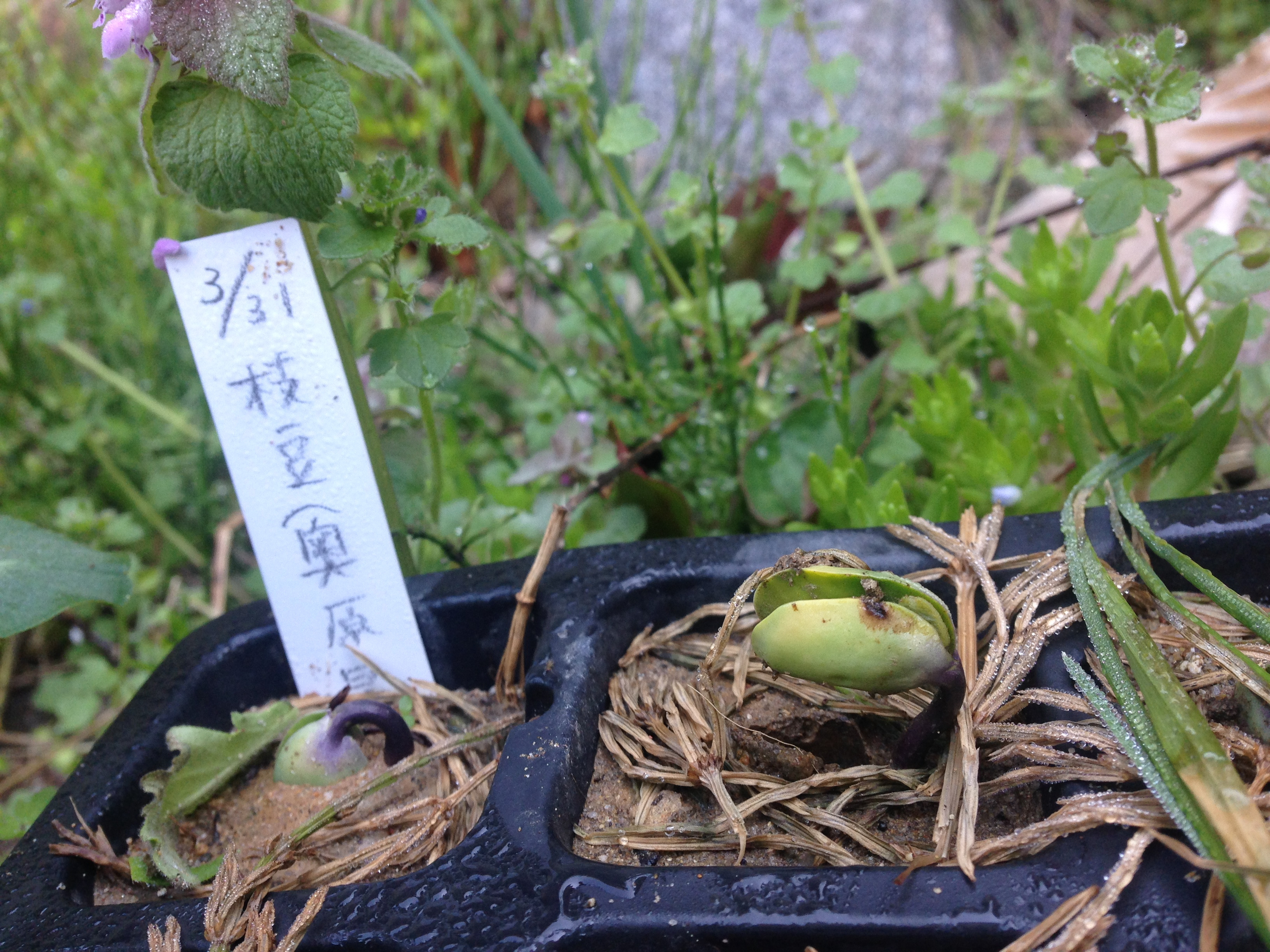 枝豆たちの発芽が順次スタートしています 能登の風を感じて 自然栽培のベリー類を販売 加工している農家のホームページ