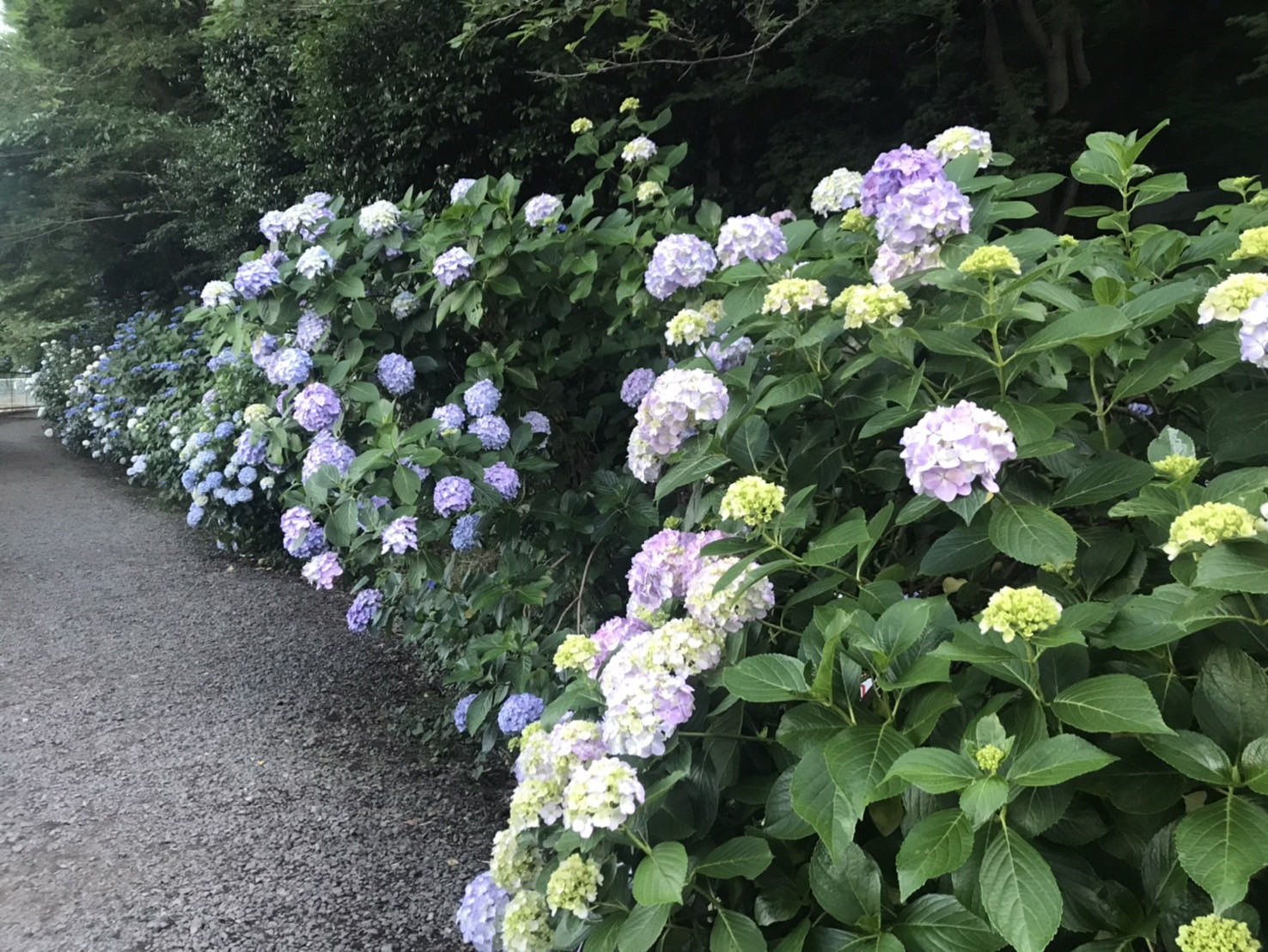 Summer in Takahatafudo