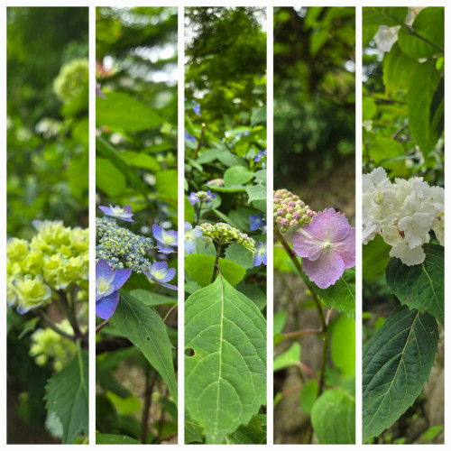 Hydrangea.jpg