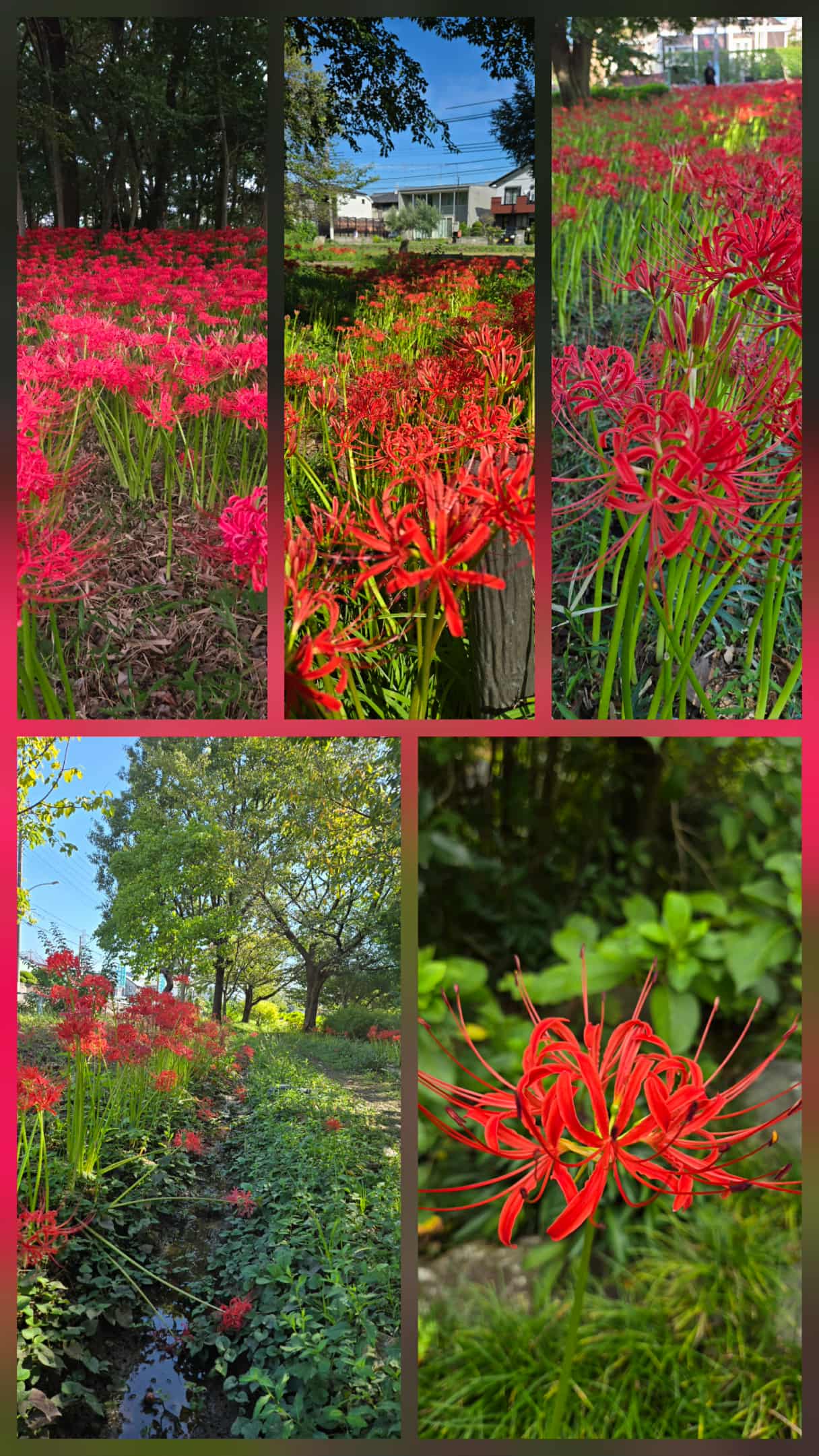 The season of the red spider lily