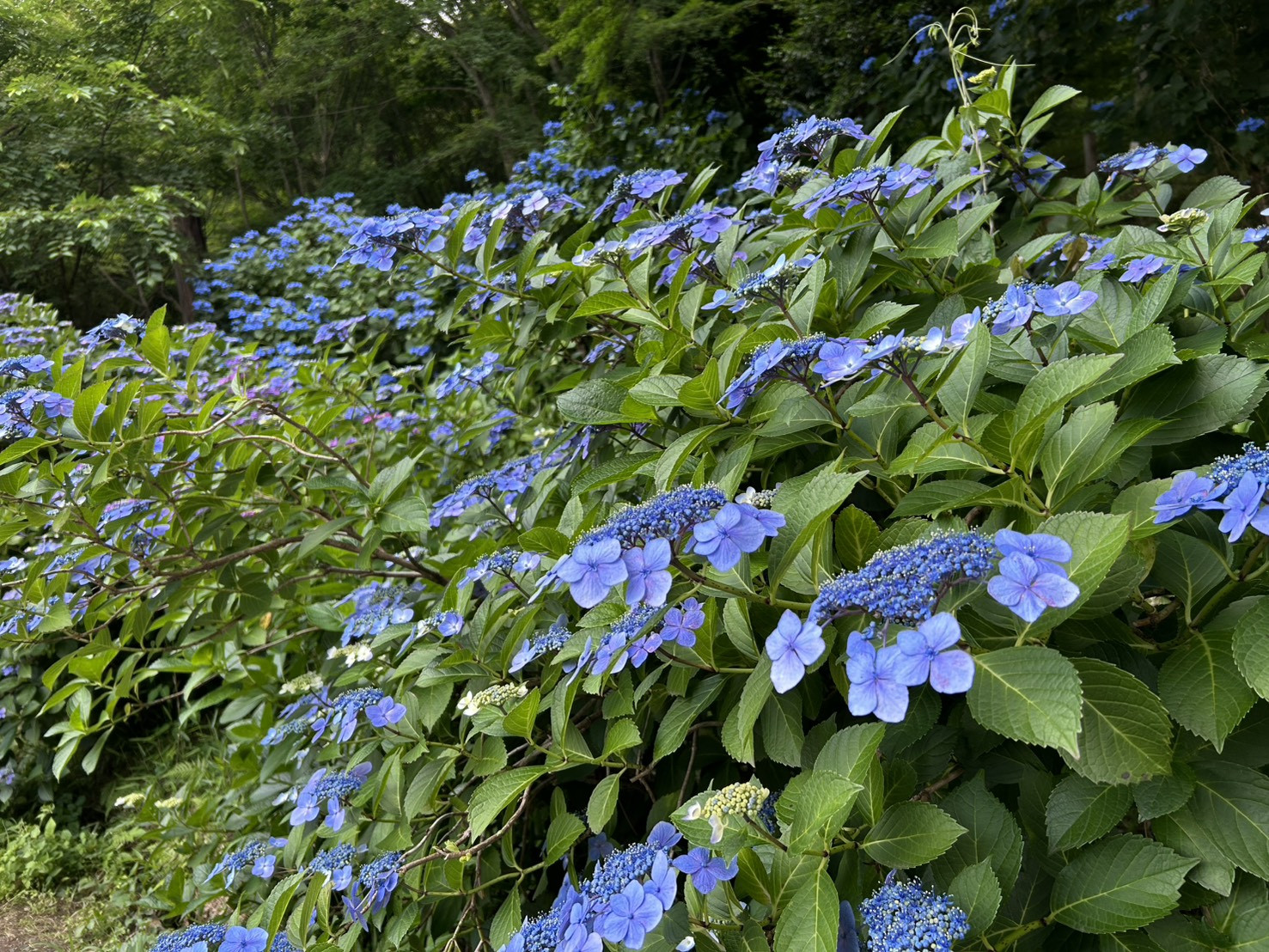 Hydrangeas and Wishes